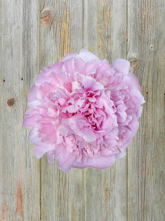 ANGEL CHEEKS  BLUSH PINK PEONIES
